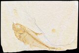 Bargain Diplomystus Fossil Fish - Wyoming #44197-1